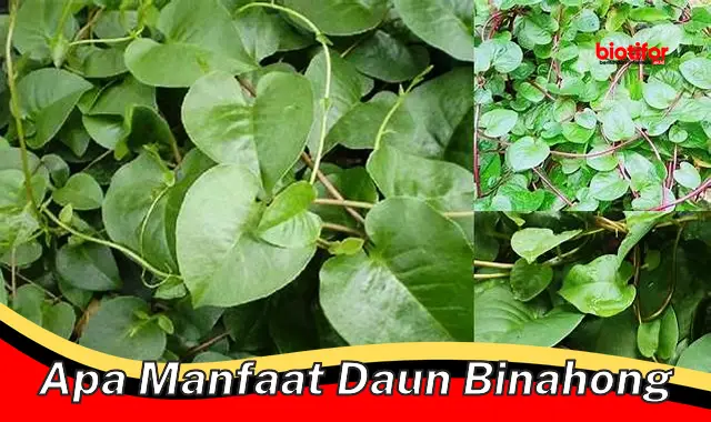 apa manfaat daun binahong