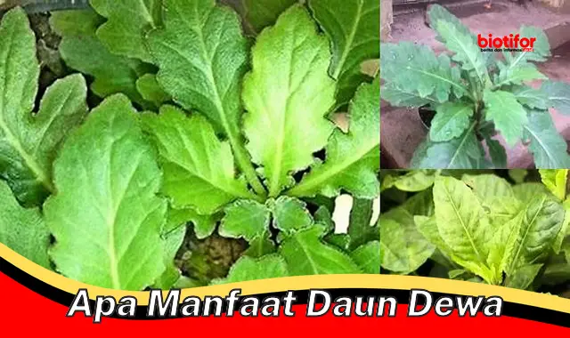 apa manfaat daun dewa