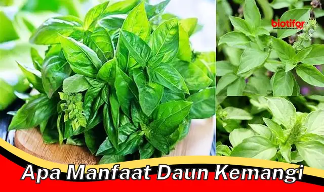 apa manfaat daun kemangi