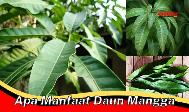 apa manfaat daun mangga