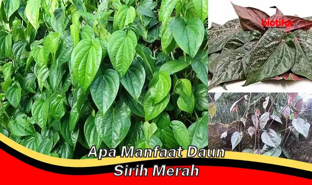 apa manfaat daun sirih merah