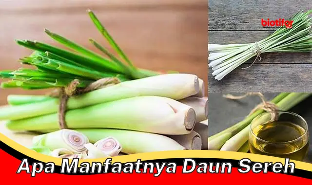 apa manfaatnya daun sereh