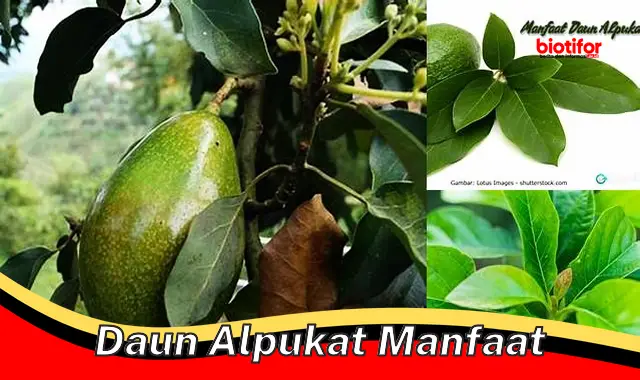 daun alpukat manfaat