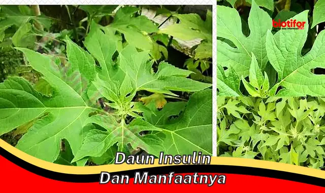 daun insulin dan manfaatnya