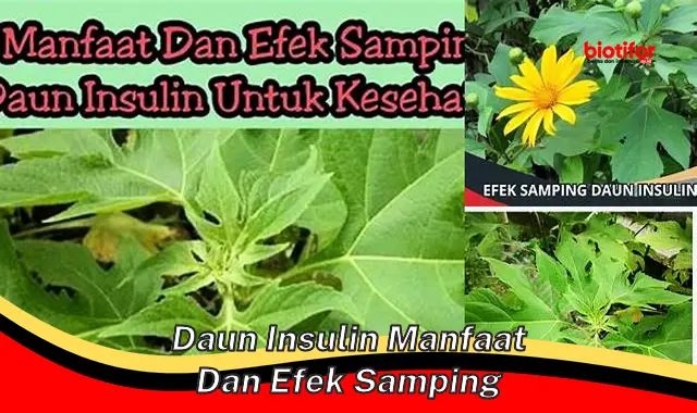 daun insulin manfaat dan efek samping