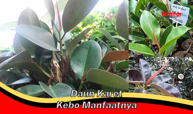 daun karet kebo manfaatnya