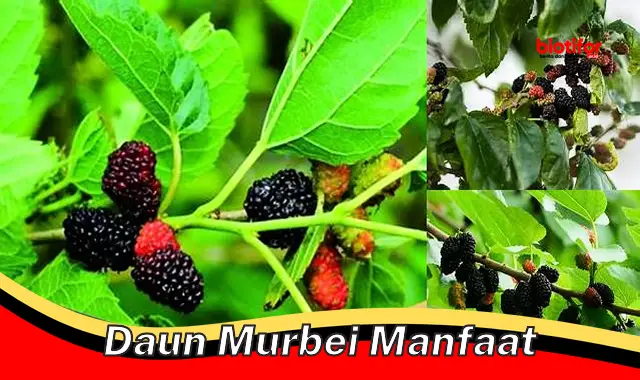 daun murbei manfaat