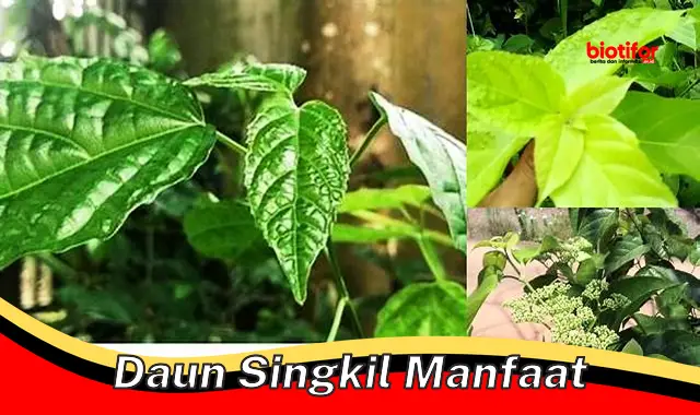 daun singkil manfaat