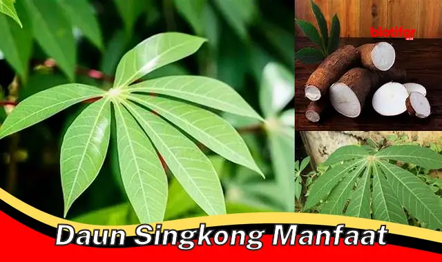 daun singkong manfaat