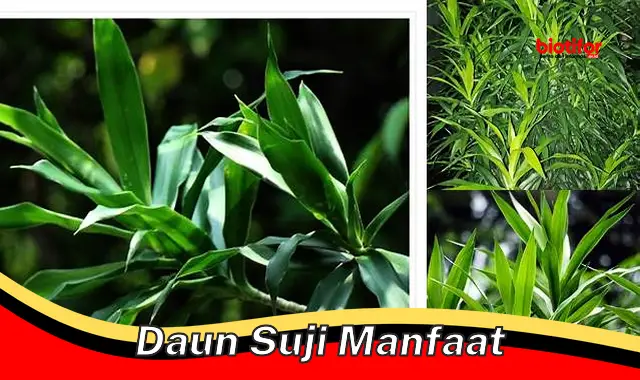 daun suji manfaat