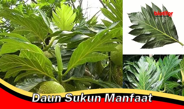 daun sukun manfaat