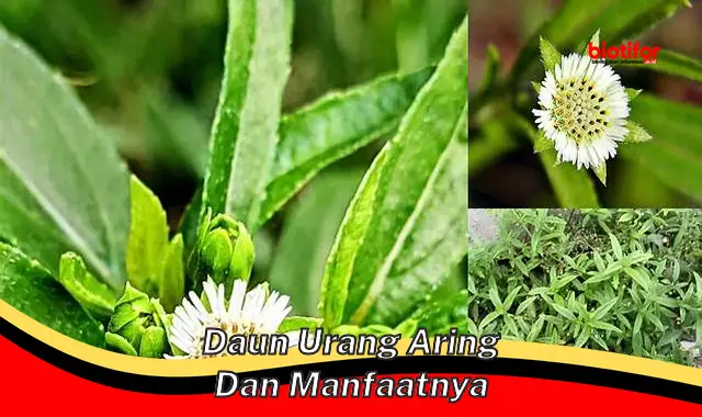 daun urang aring dan manfaatnya