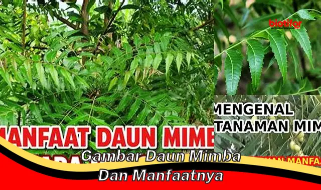 gambar daun mimba dan manfaatnya