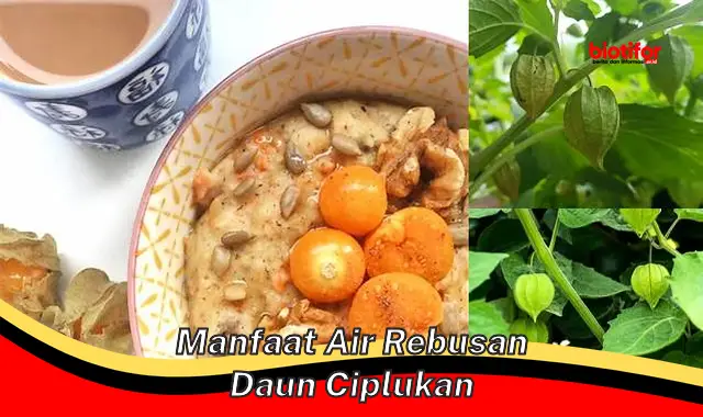 manfaat air rebusan daun ciplukan