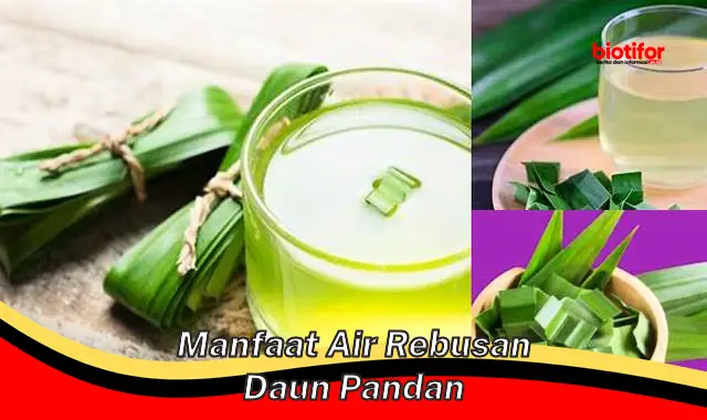 manfaat air rebusan daun pandan