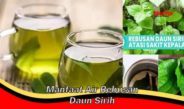 manfaat air rebusan daun sirih