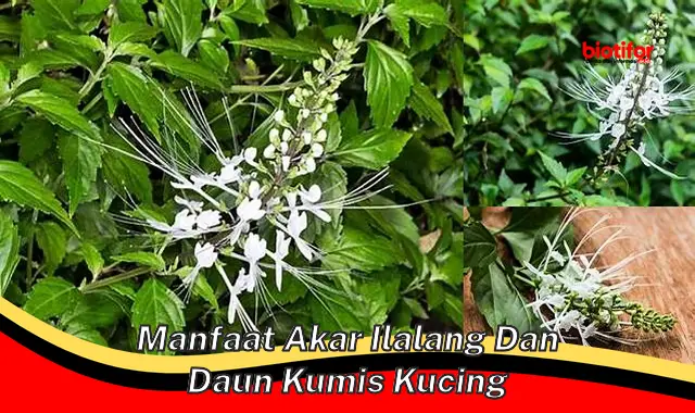 Temukan Manfaat Akar Ilalang & Daun Kumis Kucing yang Jarang Diketahui ...