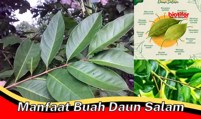 manfaat buah daun salam