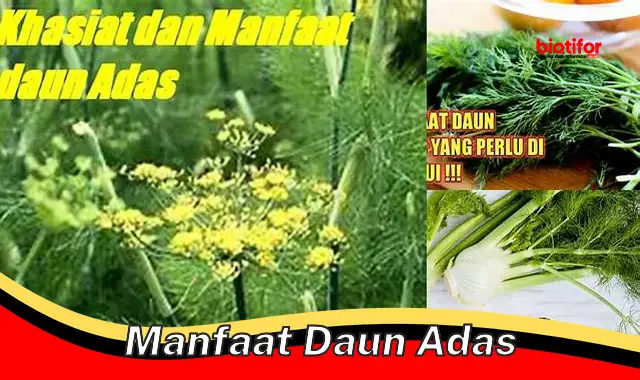 manfaat daun adas