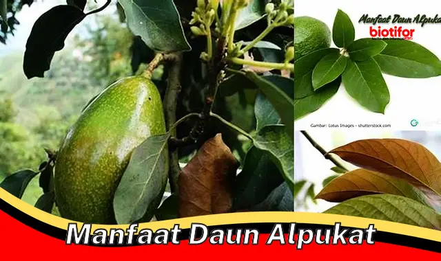 manfaat daun alpukat