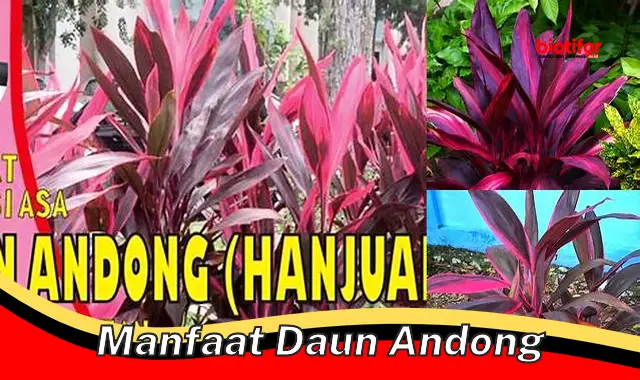 manfaat daun andong