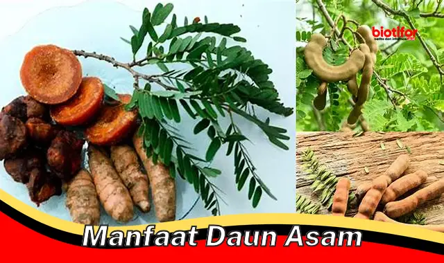 manfaat daun asam