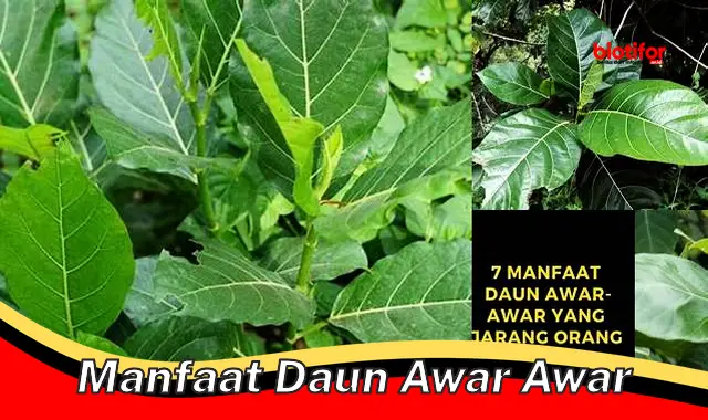 manfaat daun awar awar