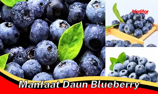 manfaat daun blueberry