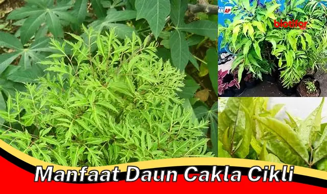 manfaat daun cakla cikli