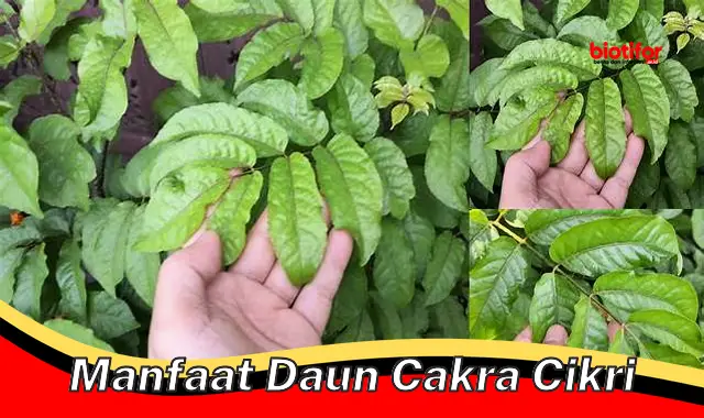 manfaat daun cakra cikri