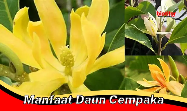 manfaat daun cempaka