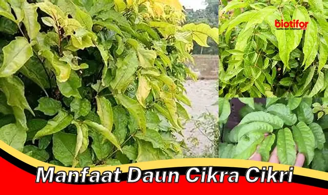 manfaat daun cikra cikri