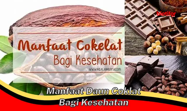 manfaat daun coklat bagi kesehatan