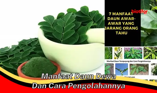 manfaat daun dewa dan cara pengolahannya