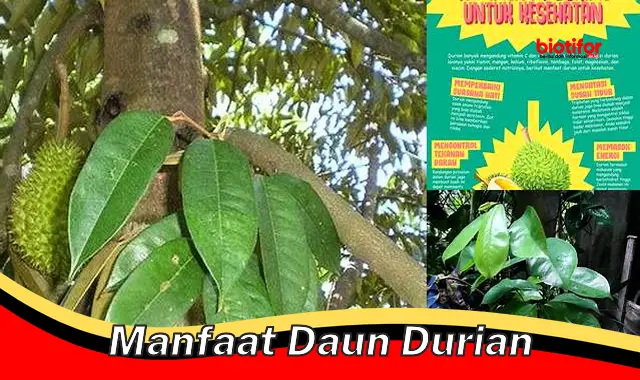 manfaat daun durian