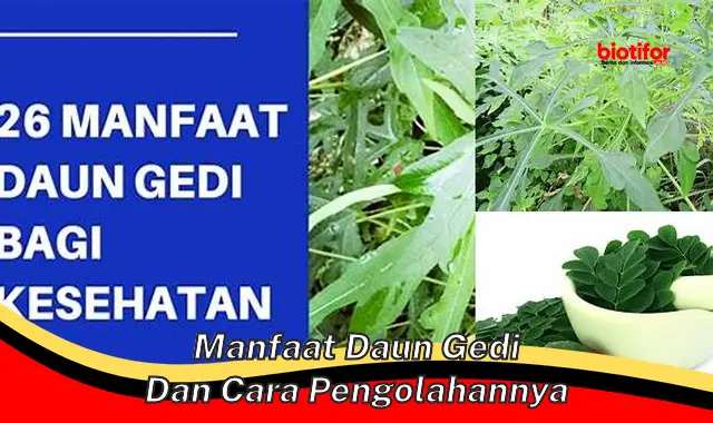 manfaat daun gedi dan cara pengolahannya