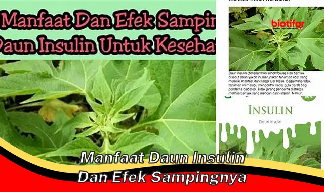 manfaat daun insulin dan efek sampingnya