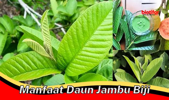 manfaat daun jambu biji