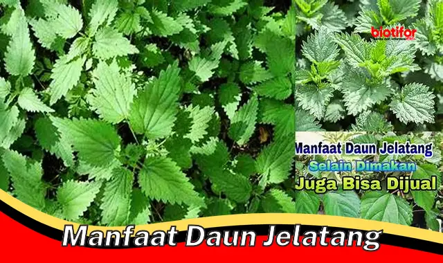 manfaat daun jelatang