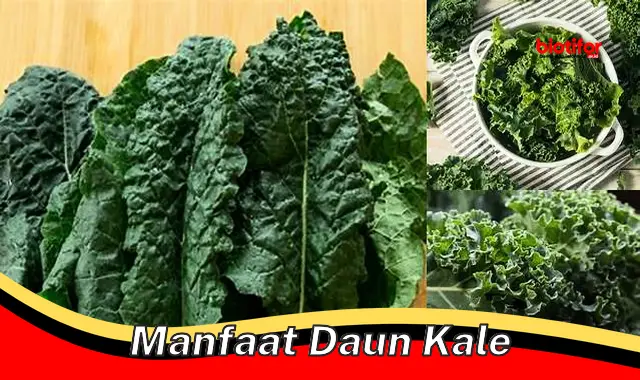 manfaat daun kale