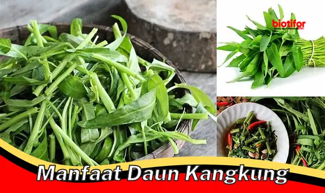 manfaat daun kangkung