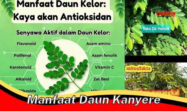 manfaat daun kanyere