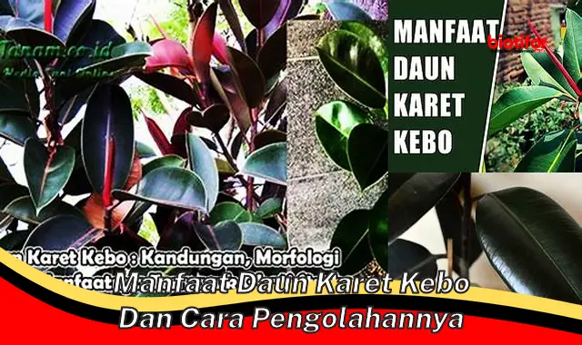 manfaat daun karet kebo dan cara pengolahannya