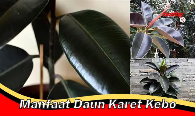 Ungkap Manfaat Daun Karet Kebo yang Jarang Diketahui