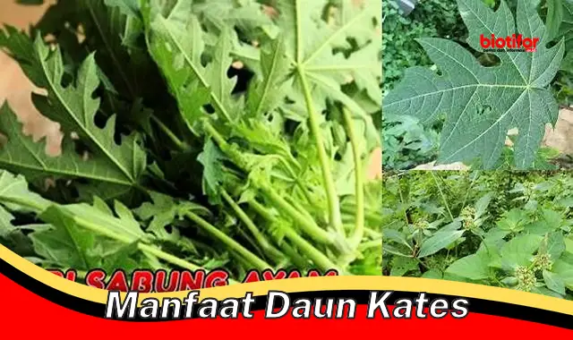 manfaat daun kates