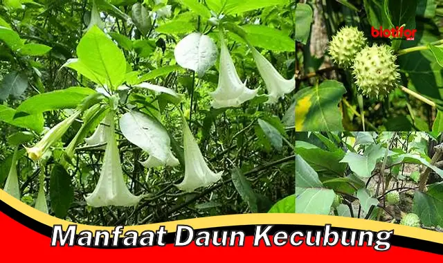 manfaat daun kecubung