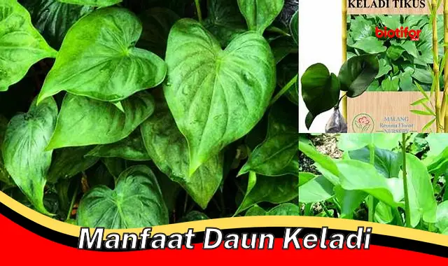 manfaat daun keladi