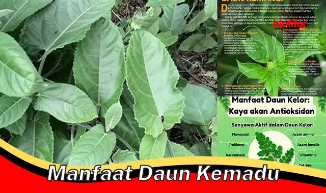 manfaat daun kemadu