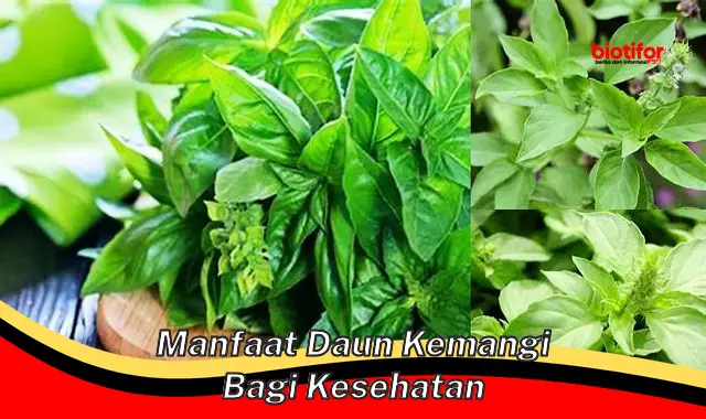 manfaat daun kemangi bagi kesehatan