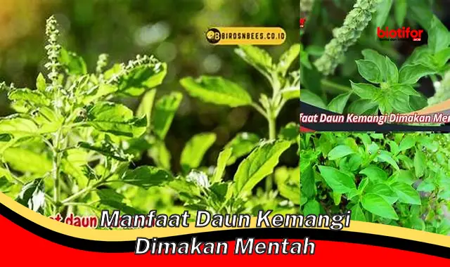 manfaat daun kemangi dimakan mentah